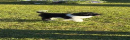 Standard Poodle dogs for sale: READY NOW!! KC reg & fully vaccinated  - Advert 15