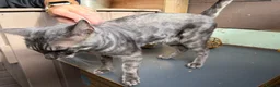 Bengal cats for sale: Retired Blue Bengal Boys - Advert 3