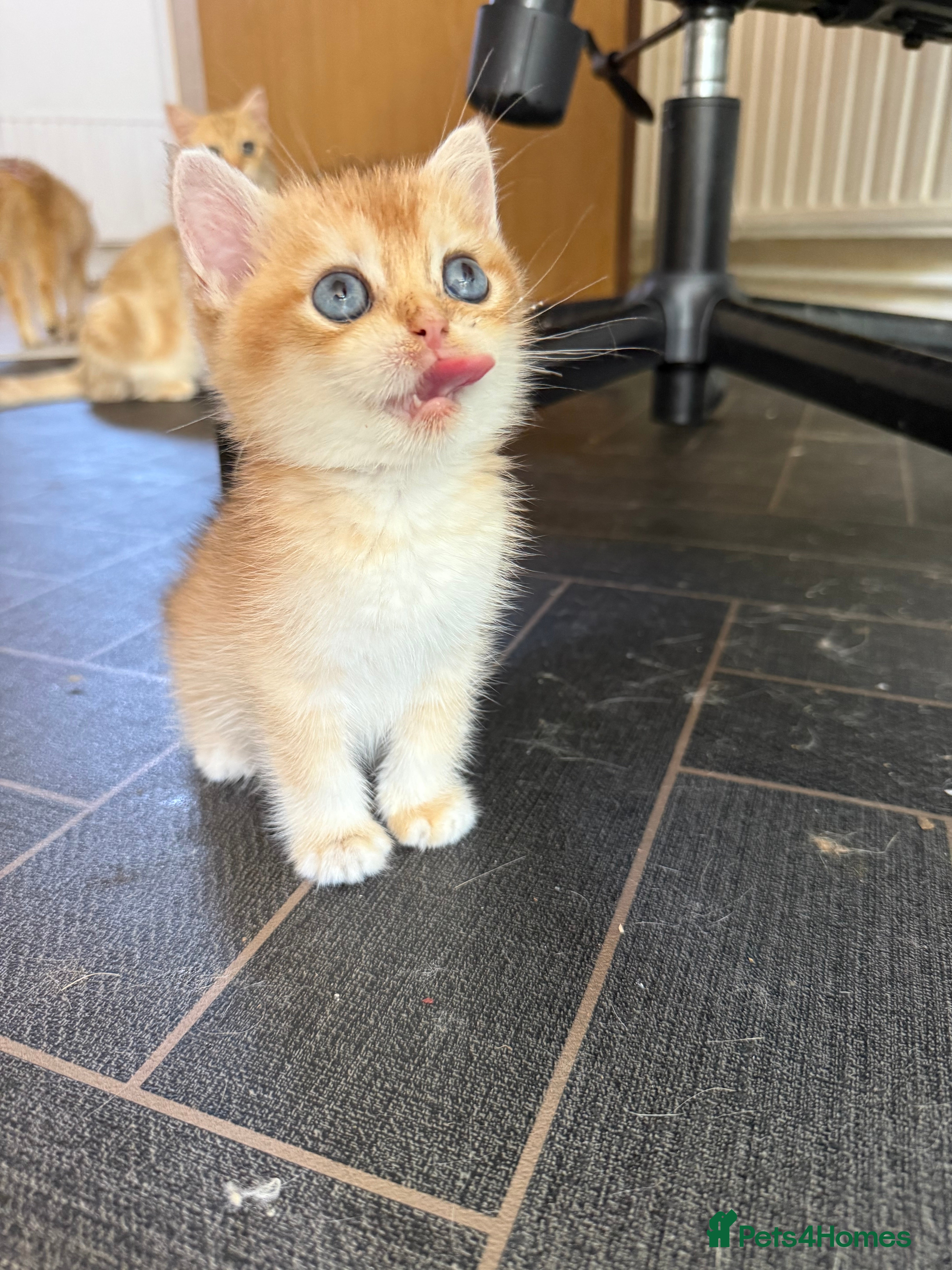 British Shorthair cats NEW LITTERS AVAILABLE GCCF BSH Chocolate Golden - Advert 1