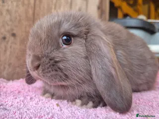 Mini Lop rabbits Mini lop baby rabbits. Ready now. - Advert 5