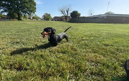 Dachshund dogs for sale: Miniature dachshund - Image 3