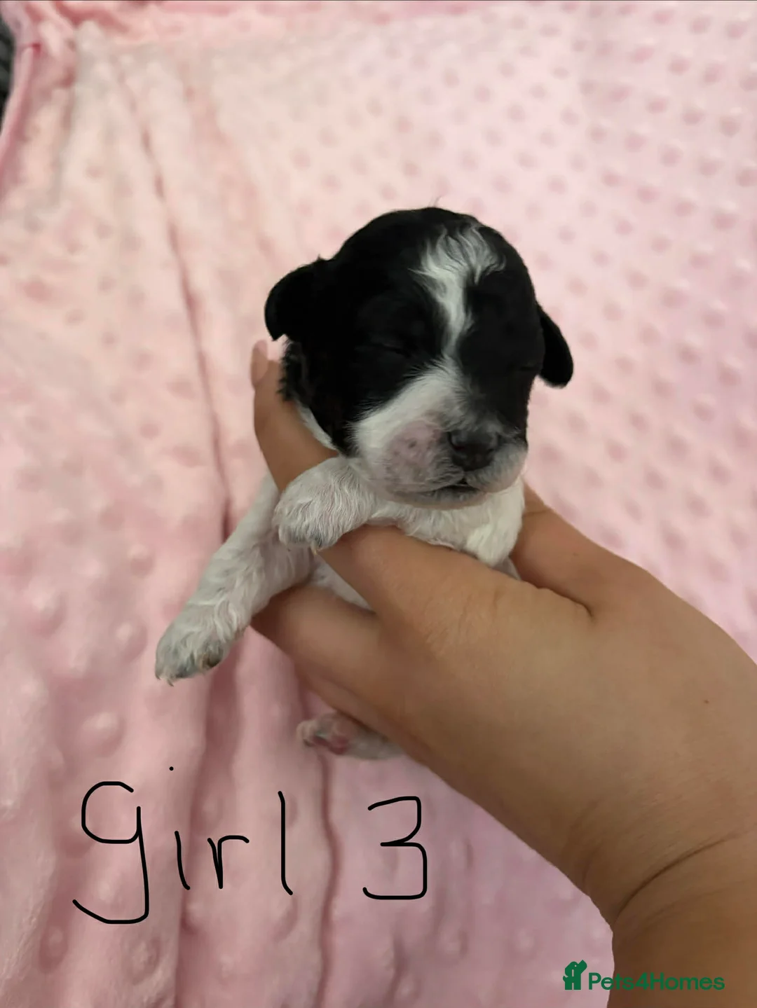 Shihpoo dogs for sale: Shihpoo puppies - Advert 2