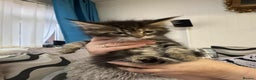 Maine Coon cats for sale: Adorable pedigree Maine coon kittens - Advert 12