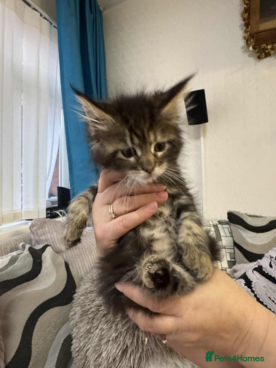 Maine Coon cats for sale: Adorable pedigree Maine coon kittens - Advert 12