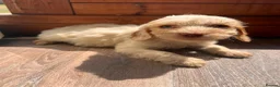 Cockapoo dogs for sale: BEAUTIFUL COCKAPOO PUPPIES READY NOW - Advert 7