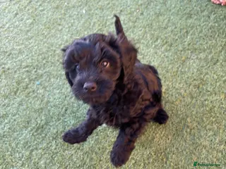 Cavapoo dogs 🐾Puppy of therapy dog parents!🐾 - Advert 5