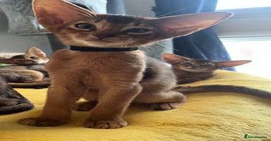 Abyssinian cats - Advert 3