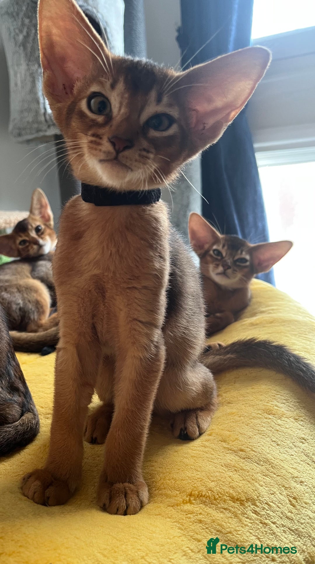 Abyssinian cats for sale: Beautiful Abyssinians kittens - Image 8