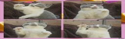 British Shorthair cats for sale: Perfect girl british shorthair kitten - Advert 4