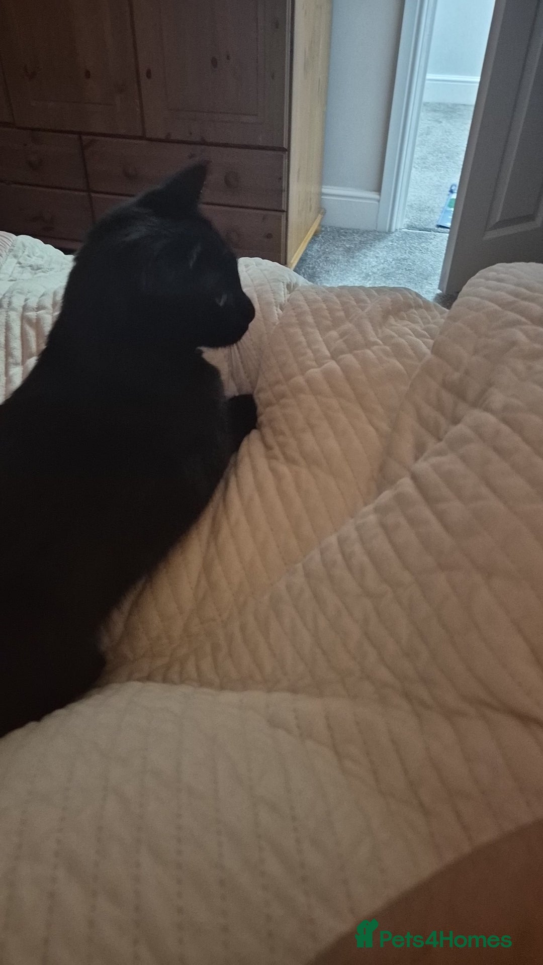 Mixed Breed cats for sale: Black cat  - Advert 5