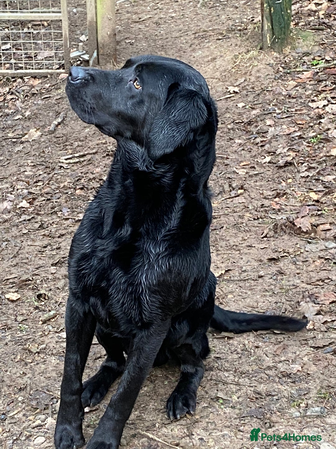 Labrador Retriever dogs for sale: Quality Working Labrador pups for sale  - Advert 6