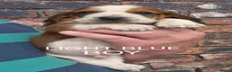 Basset Hound dogs for sale: KC BASSET HOUND PUPPIES FROM HEALTH TESTED PARENTS - Advert 12