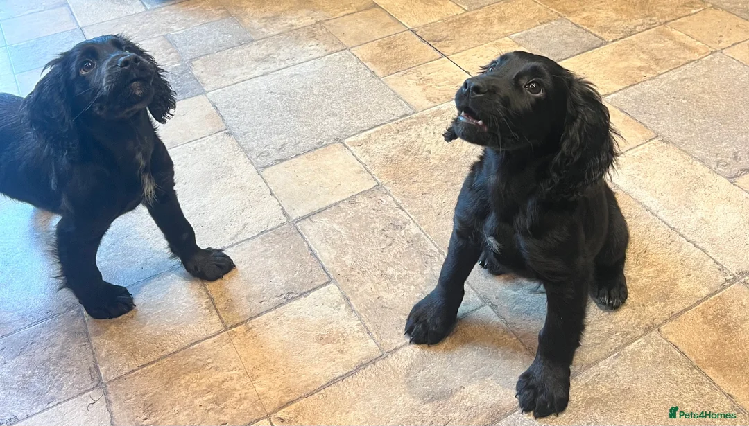 Cocker Spaniel dogs for sale: 2 Gorgeous Cocker spaniels puppy’s 🤩🥰 in Pitlochry - Advert 7