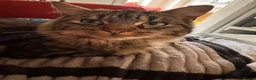 Mixed Breed cats for sale: Bengal cross  in Holt - Advert 9