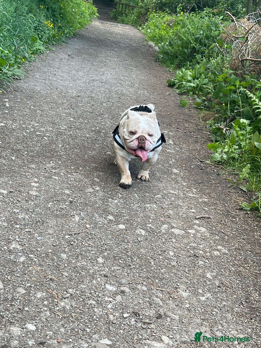 English Bulldog dogs for sale: Male Lilac Merle English bulldog  - Image 2