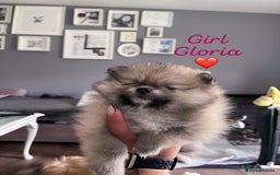 Pomeranian dogs for sale: Pomeranian Puppies – Ready Soon  - Image 5
