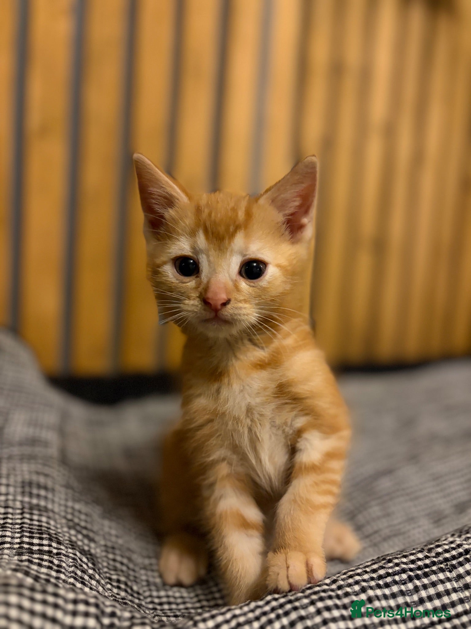 Abyssinian cats British x Abyssinian Kittens - Advert 6