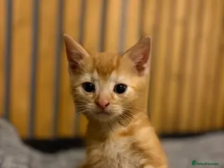 Abyssinian cats British x Abyssinian Kittens - Advert 6