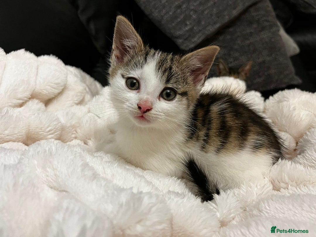 Mixed Breed cats for sale: Beautiful female kitten for sale - Advert 3