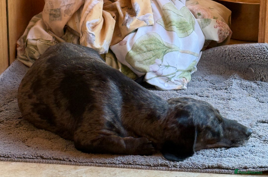 Dachshund dogs for sale: Dachshund puppies  - Image 8