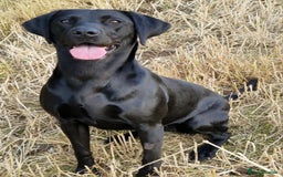 Labrador Retriever dogs for sale: Labrador puppies  - Image 5