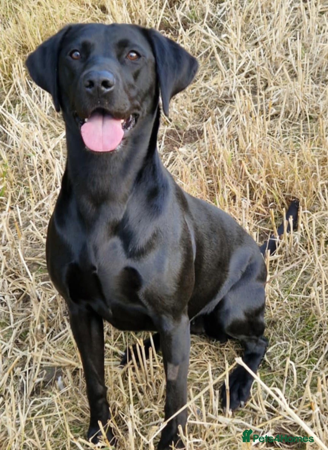 Labrador Retriever dogs for sale: Labrador puppies  - Image 5