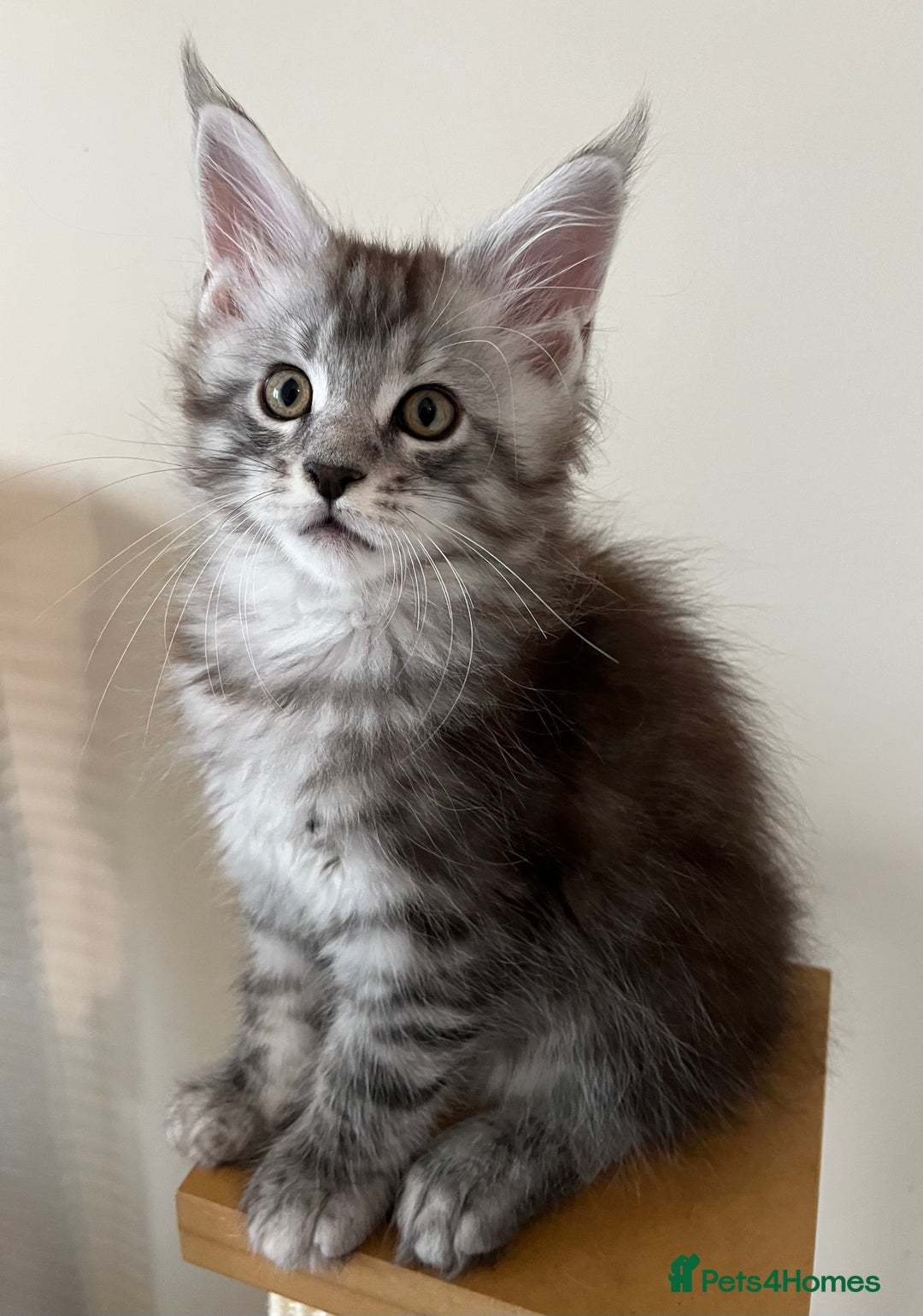 Maine Coon cats for sale: GCCF pedigree female Maine Coon kitten - Image 11