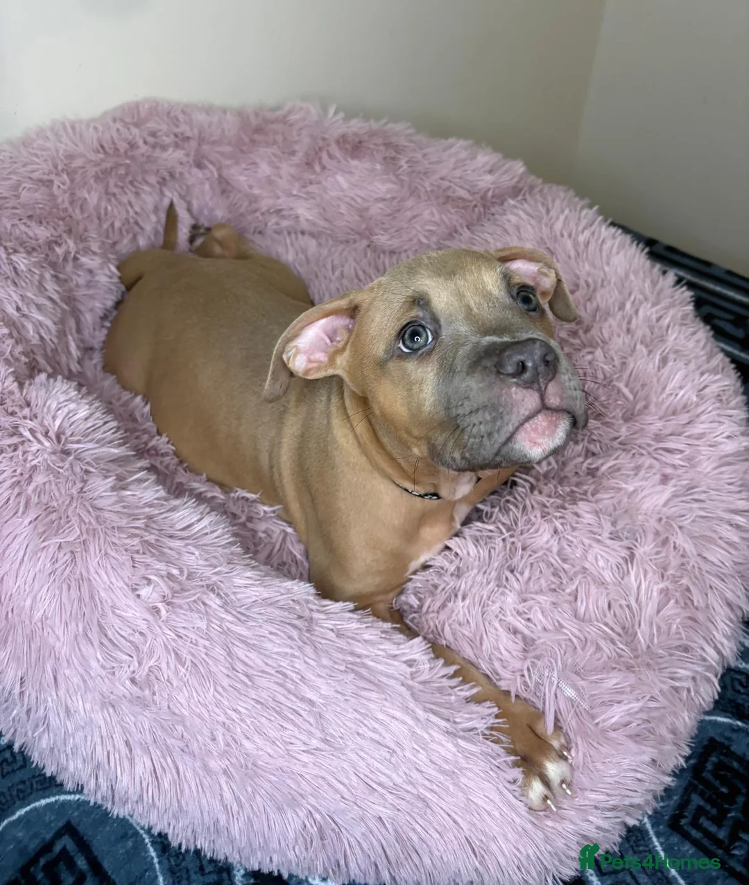 American Bully dogs for sale: Quality pocket bullies last few remaining❤️ - Advert 2