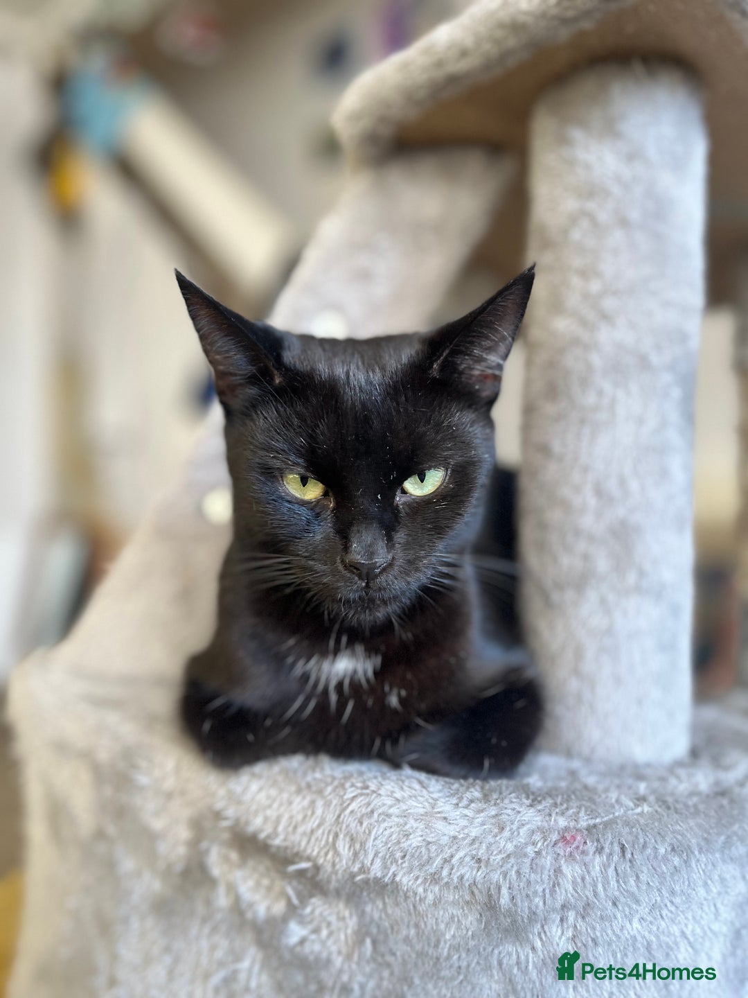 Mixed Breed cats for sale: Big boy - Advert 1