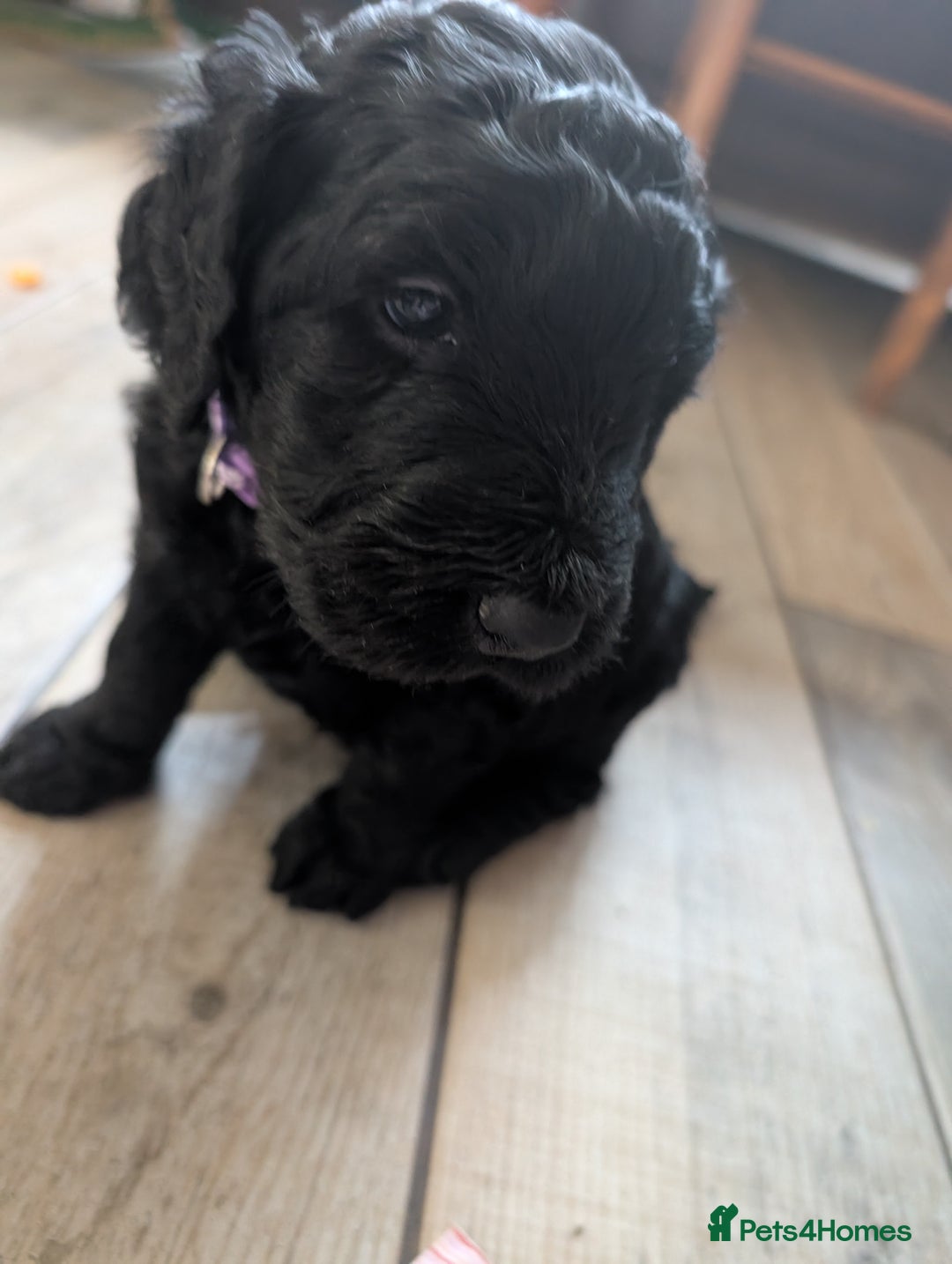 Goldendoodle dogs for sale: Golden doodle puppies for sale  - Image 12