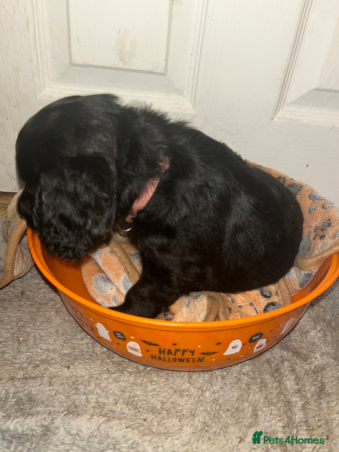 Cockapoo dogs for sale: 💫✨🐶🐾Gorgeous F1B Cockapoos🐾🐶✨💫 - Image 20