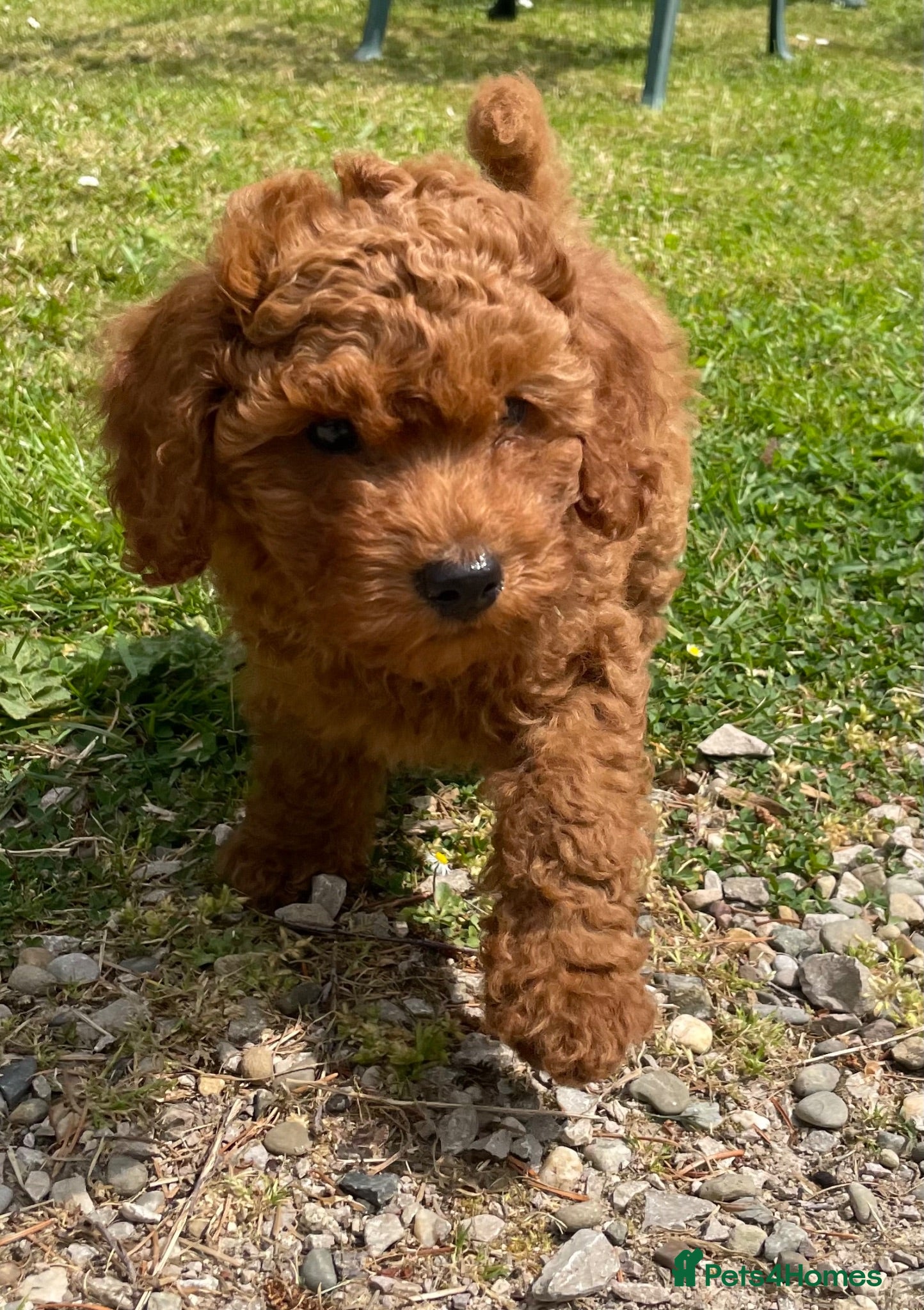 Cavapoo dogs 💙2 adorable boys left🩵vet checked & ready - Advert 2