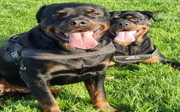 Rottweiler dogs for sale: Pure breed Rottweiler  - Image 4