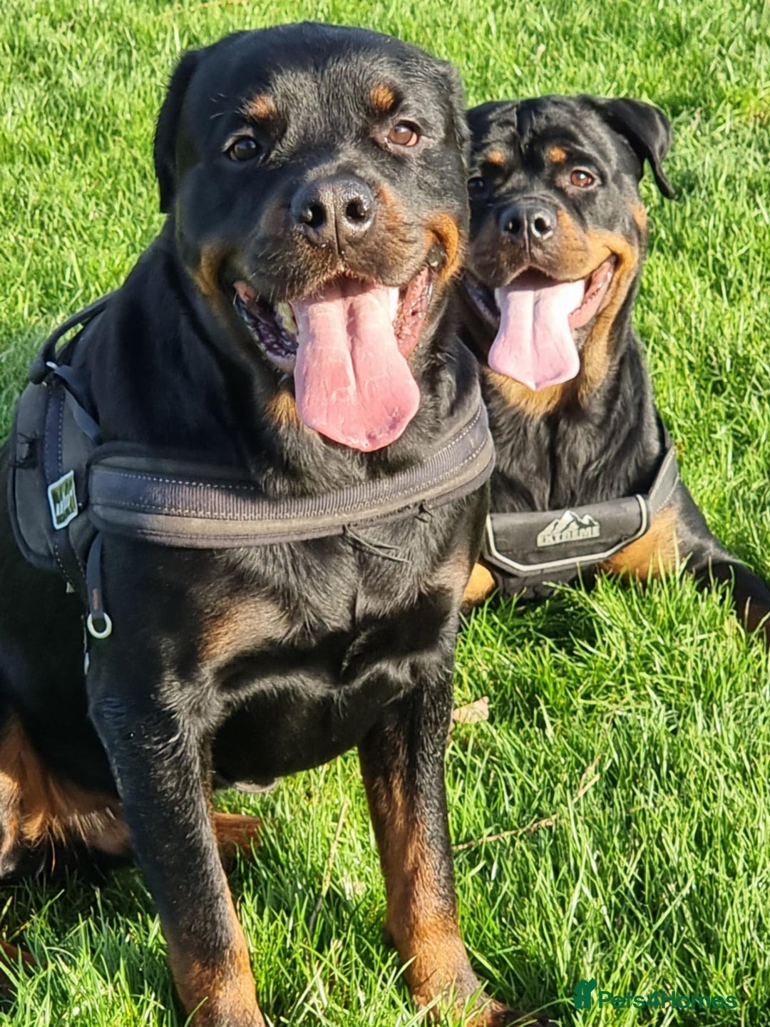Rottweiler dogs for sale: Pure breed Rottweiler  - Image 4