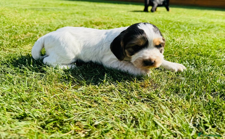 Cocker Spaniel dogs - Advert 2