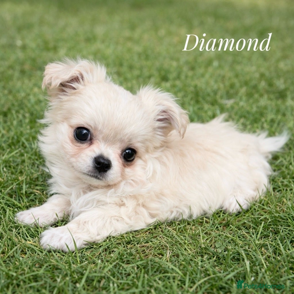 Chihuahua dogs KC long coat cream show line chihuahua puppies  - Advert 6