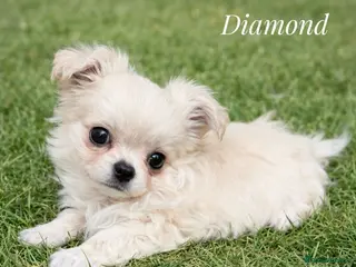 Chihuahua dogs KC long coat cream show line chihuahua puppies - Advert 6