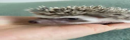 Pygmy Hedgehog rodents for sale: Ready now - Female Pygmy Hedgehog - Advert 24