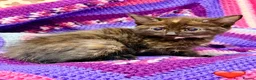 Mixed Breed cats for sale: 💖 MAINE COON X RAGDOLL *PARENTS HEALTH TESTED* 💖 - Advert 26