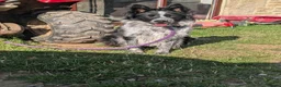 Border Collie dogs for sale: Ash long coated isds registered border collie - Advert 4
