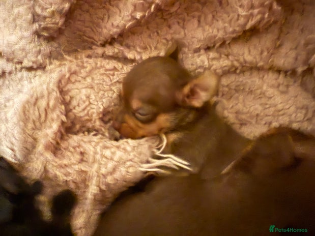 Chihuahua dogs - Advert 3