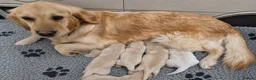 Golden Retriever dogs for sale: KC Registered Golden Retrievers- DNA Health Tested - Advert 30