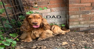 Cocker Spaniel dogs Last Male Kc Cocker Spaniel Simbawood Sire  - Advert 10