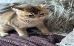 British Shorthair cats for sale: BSH Golden kittens  - Image 7