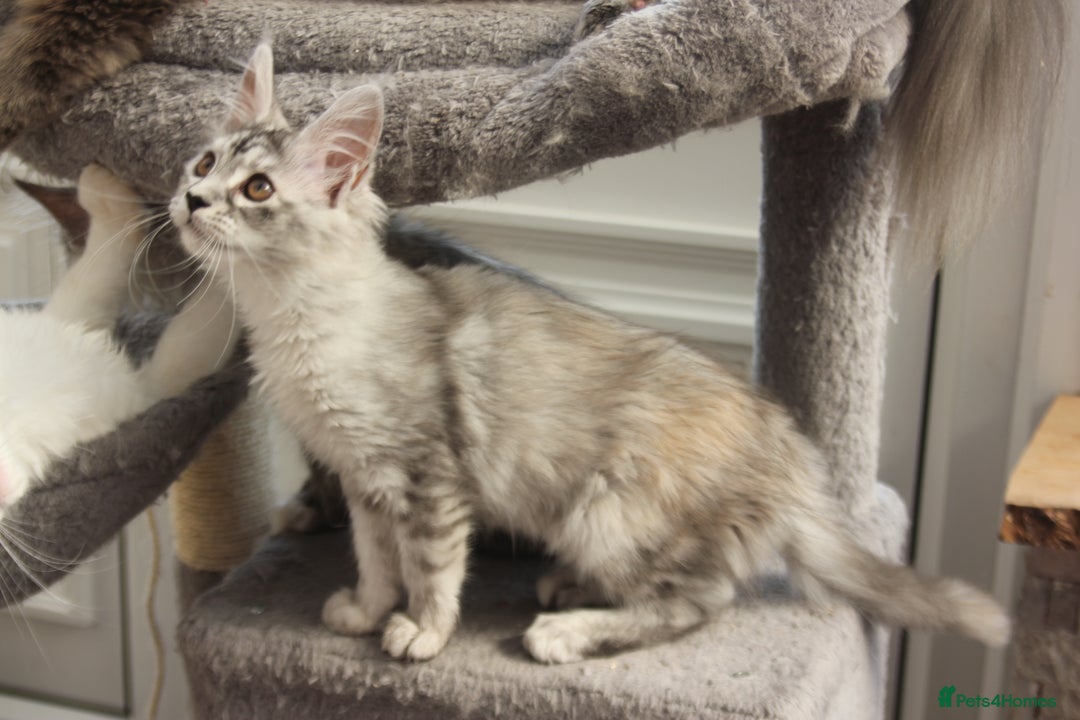 Maine Coon cats for sale: TICA PEDIGREE MAINE COON KITTENS  - Image 13