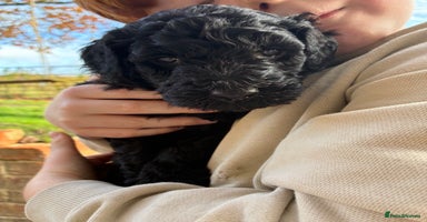 Standard Poodle dogs - Advert 5