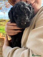 Standard Poodle dogs - Advert 5