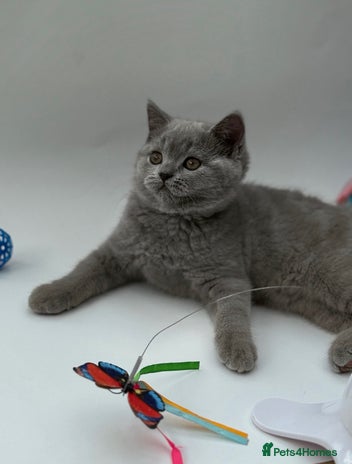 Scottish Fold cats - Advert 10