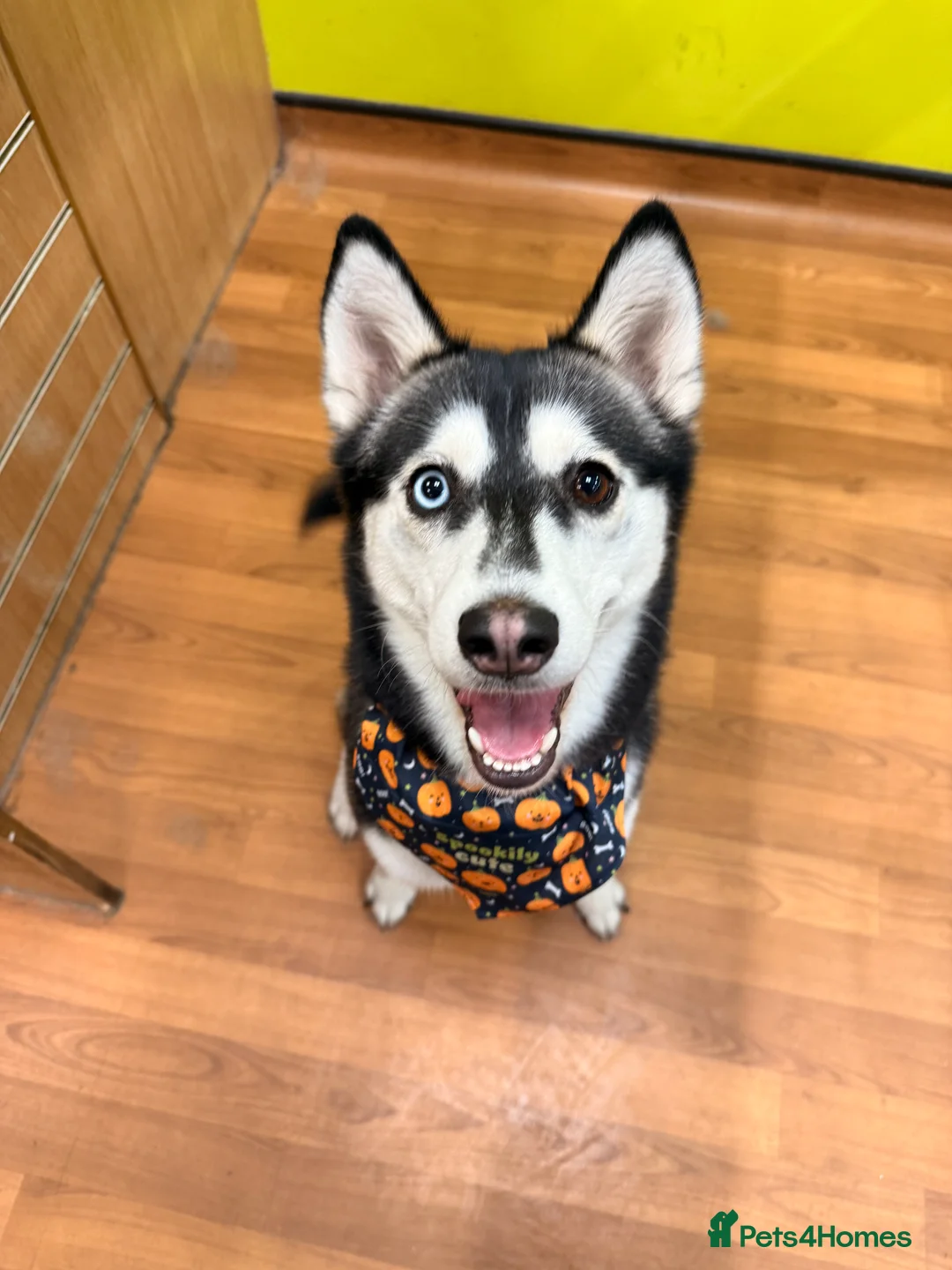 Siberian Husky dogs for sale: Female Siberian Husky needs rehoming  - Advert 6