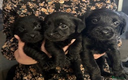 Mixed Breed dogs for sale: Labrador X Yorkshire terrier  - Image 8